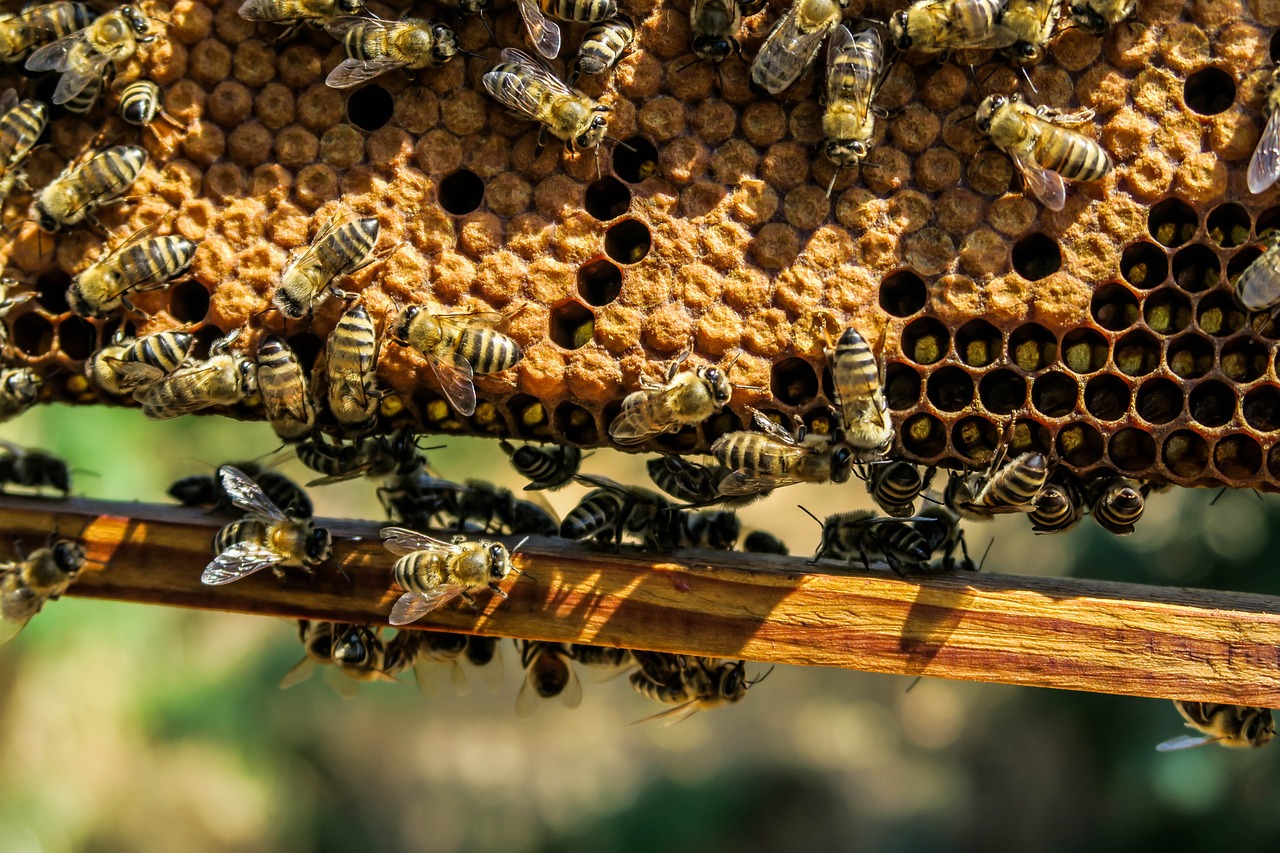 Honey bees may inherit altruistic behavior from their mothers