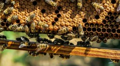 Honey Bees Show Altruism and Genetic Influence in Worker Behavior, Study Reveals