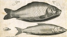 Extinct Fish Houting From North Sea Turns Out To Be Alive, Well [Study]