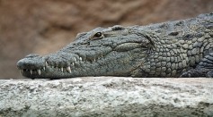 4-Million-Year-Old Fossil From 'Last Crocodile in Europe' Uncovered During Baza-1 Site Excavation