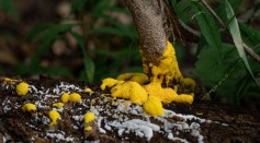 slime mold 