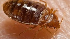 Bedbugs Resurgence Due to Evolution, Climate Change? Insects Are Becoming Resistant to Pesticide