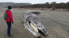 Mysterious Mass Die-Off of 2,000 Gray Whales in Pacific Coast Since 1980 Finally Explained