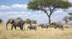 New Bacteria Caused Mysterious Death of Wild Elephants in Zimbabwe in 2020 [Study]
