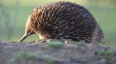 Male Echidna 4 Heads: Why Only 2 of Spiny Anteaters' 4-Headed Penis Function During Erection?