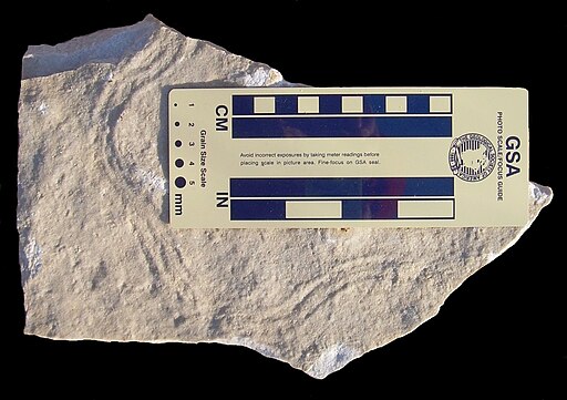 500 Million Year Old Crustacean Trace Fossil Reveals Life Forms In Tidal Settings Shows Ancient 1132