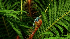 AI-Powered Bioacoustic Analysis Listens to Animals in Rainforests To Assess Biodiversity in the Area
