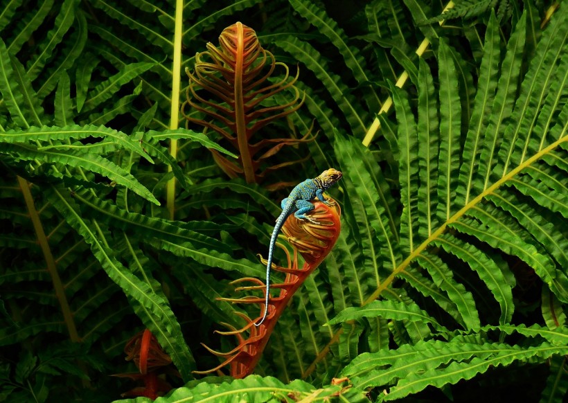 AI-Powered Bioacoustic Analysis Listens to Animals in Rainforests To Assess Biodiversity in the Area