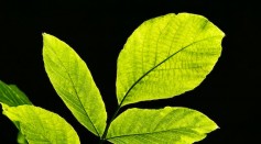 Why Is Photosynthesis Important?