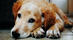 Do Dogs Get Dementia? What Are the Signs?