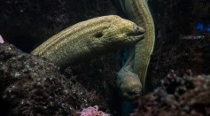 How Do Eels Mate? Their Unique Way of Reproduction Explained