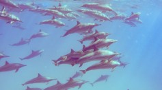 Incredible Footage Reveals Massive Megapod of Spinner Dolphins in Spectacular Aerial Hunt off Costa Rica