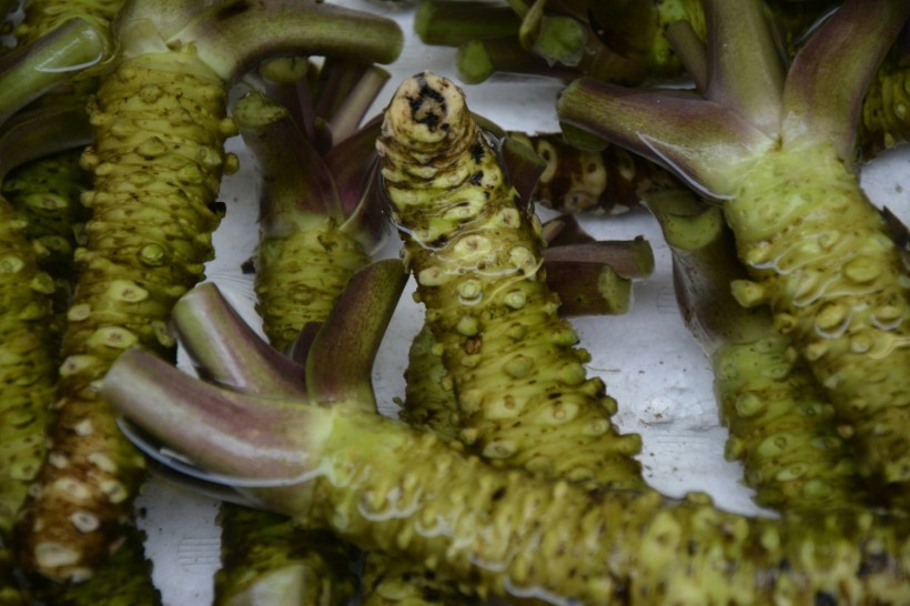 Daily Wasabi Consumption Enhances Memory and Cognitive Function in Older Adults,  Study Reveals
