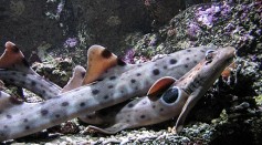 Epaulette Shark Gives Birth in a Zoo Through Parthenogenesis; Is Asexual Reproduction Possible in Cartilaginous Fish?