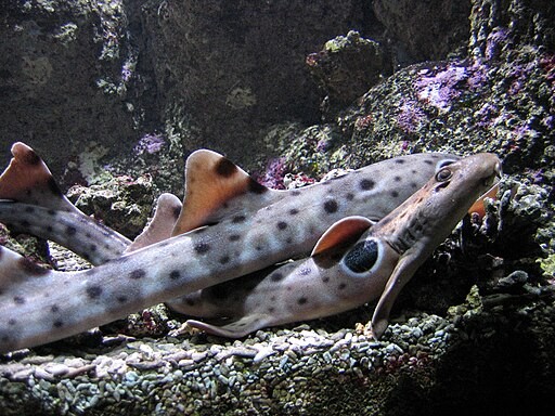 Epaulette Shark Gives Birth in a Zoo Through Parthenogenesis; Is Asexual Reproduction Possible in Cartilaginous Fish?
