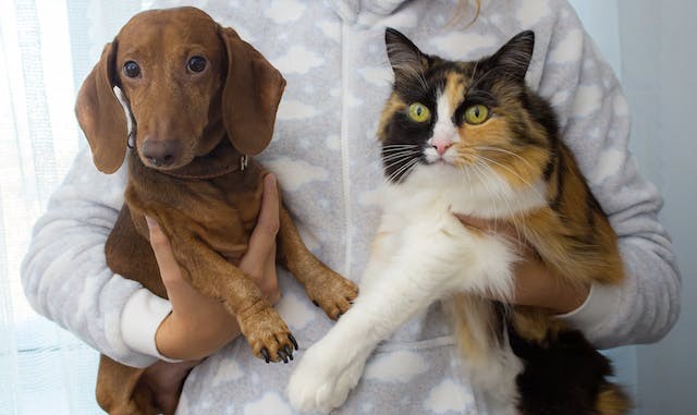 Dog Nurses, Cuddles  Abandoned Kittens; Expert Explains Cross-Species Adoption in Surprising Canine-Feline Relationship