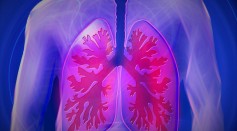 lungs 