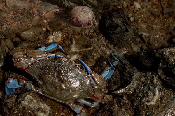 Blue Crabs Now Showing Up in Lobster Traps in Maine; Scientists Say Warming  Ocean Waters Could Be the Reason Why