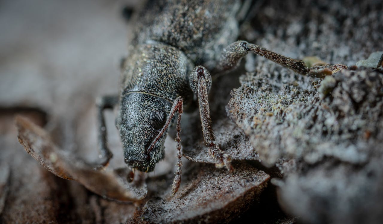 Newfound beetle has a penis like a bottle opener, is named after beer