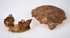 Ancient Skull Fragments Discovered in Ukraine Suggests Early Modern Humans in Europe Descended From the East