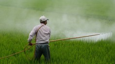Insecticides Linked to Declining Sperm Counts: New Research Calls for Regulations to Reduce Human Exposure to Chemicals