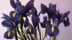 Moody still life of irises in bloom.