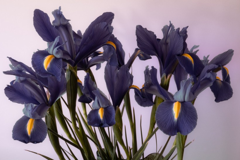 Moody still life of irises in bloom.