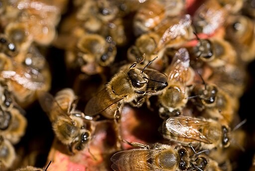 Fatal Deformed Wing Virus Less Deadly in at Least One US Forest, Results in Milder Infections in Wild Honey Bee Population
