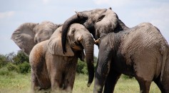 Elephants Have Unique Names for Each Other, Suggesting Remarkable Vocal Individuality