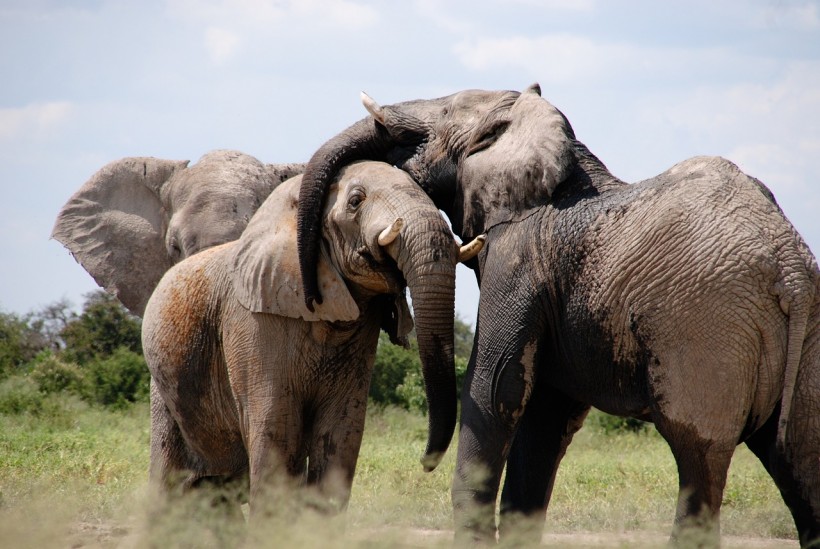 Elephants Have Unique Names for Each Other, Suggesting Remarkable Vocal Individuality