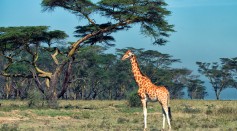 Ugandan Giraffe