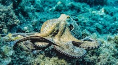 How Do Octopus Mate? Mating Dangerous to Males, Copulation Could Take Hours