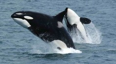 Smart Orcas Use Iceberg To Rub Itchy Skin in Rare Video [Watch]