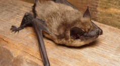 Eccentric Bat Behavior Revealed in Church Attic Recordings, Providing Insights Into How This Flying Mammal Utilizes Its Oversized Non-Penetrative 'Copulatory Arm'
