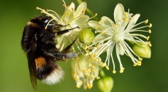Bumblebees Cannot Taste Pesticides in Nectar Even at Lethal Concentrations