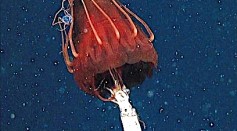 Helmet Jellyfish 'Highly Sensitive' To Plumes of Sediment From Seabed Mining [Study]