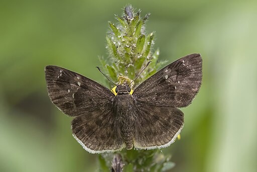  Rare ‘Bog Elfin’ Butterfly Discovered in Vermont After 21 Years of Search; What Makes This  Insect So Elusive?