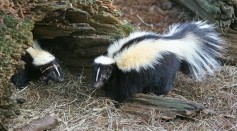 Skunks Evolved To Have Different Fur Patterns; Warning Stripes Less Prominent With Low Threat From Predation 