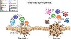 Cancel Cell 'Kill Switch' Discovered, Could Potentially Support CAR-T Therapy in Solid Tumors [Study]