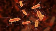 Bacteria Store and Pass on ‘Memories’ for Future Generations, Use Iron-Based Recollection To Improve Swarming Efficiency