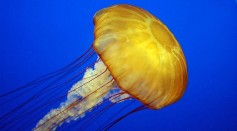 Jellyfish Extracellular Matrix Could Be Used To Develop Humanlike Organs, Tissues in Laboratory Settings