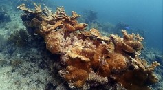 NOAA’s Iconic Reefs Mission Launched To Restore the Seven Reef Sites in Florida Keys National Marine Sanctuary
