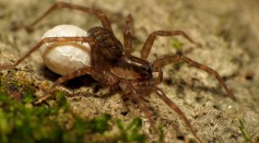 Wolf Spider Bite Sparks Controversy as Man Claims Eggs Found in Toe During French Anniversary Celebration: Fact or Fiction?