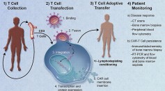 CAR-T Cell Therapy May Cause Cancer, FDA Warns