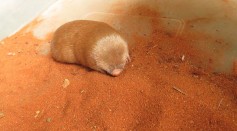 Detective Dog Discovers Elusive Golden Mole Believed to Be Extinct in a Remarkable Ecological Find