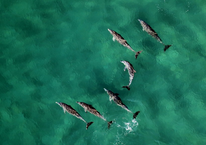 Bottlenose Dolphins Can Sense Electric Fields in Water Using Their Long Snouts, Study Reveals