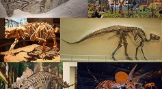 Human Lifespan May Have Shortened Due to Dinosaurs' Dominance Millions of Years Ago [Study]