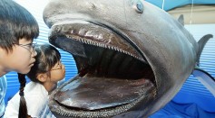 Children peer into a stuffed specimen of megamouth shark 