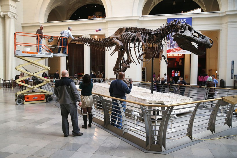 Chicago's Field Museum Cleans Its Preserved T. Rex 