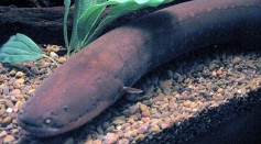 Electric Eels Could Alter DNA Using Gene Transfer Via Intense Electrical Pulses [Study]